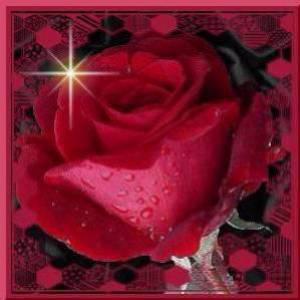 la rose